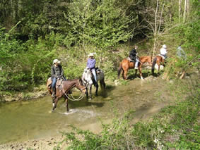 Foto Az.Agr. PISTOLESE RANCH - Trail HorsesRanch di Daniele Battigelli